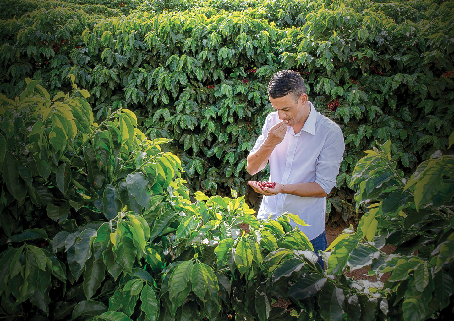 THE TATTOOED TEAR 2 x 250g ABONNEMENT