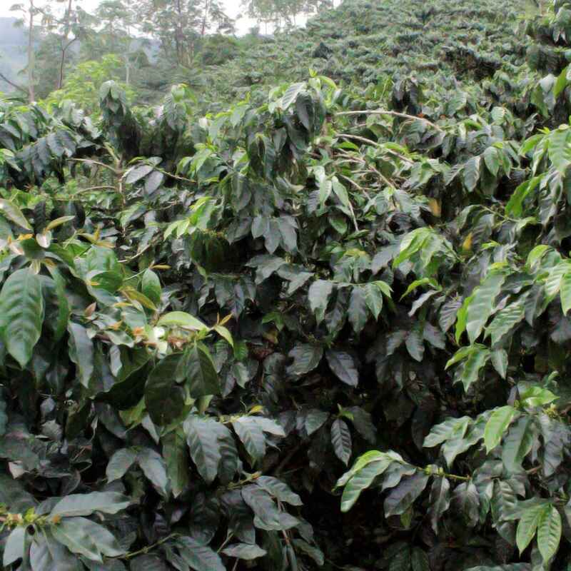 THE MILKY SAILOR • Colombia