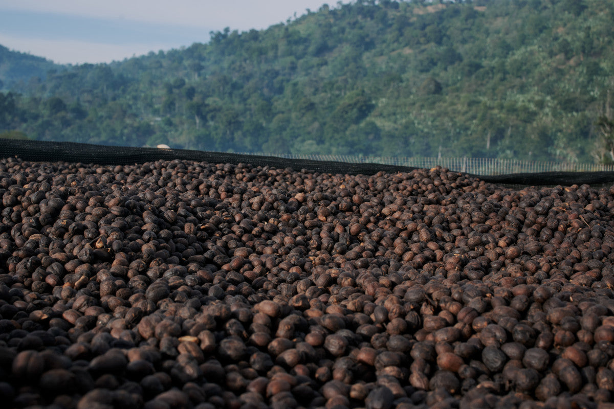THE MASKED APE • Guatemala