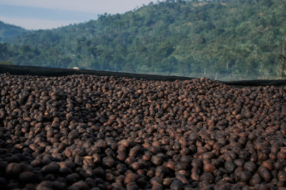 THE MASKED APE • Guatemala