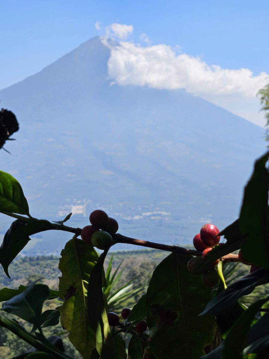 THE MASKED APE • Guatemala