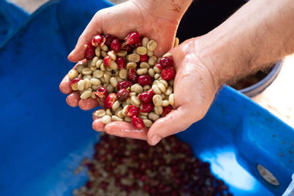 THE GRIND FATHER • Costa Rica