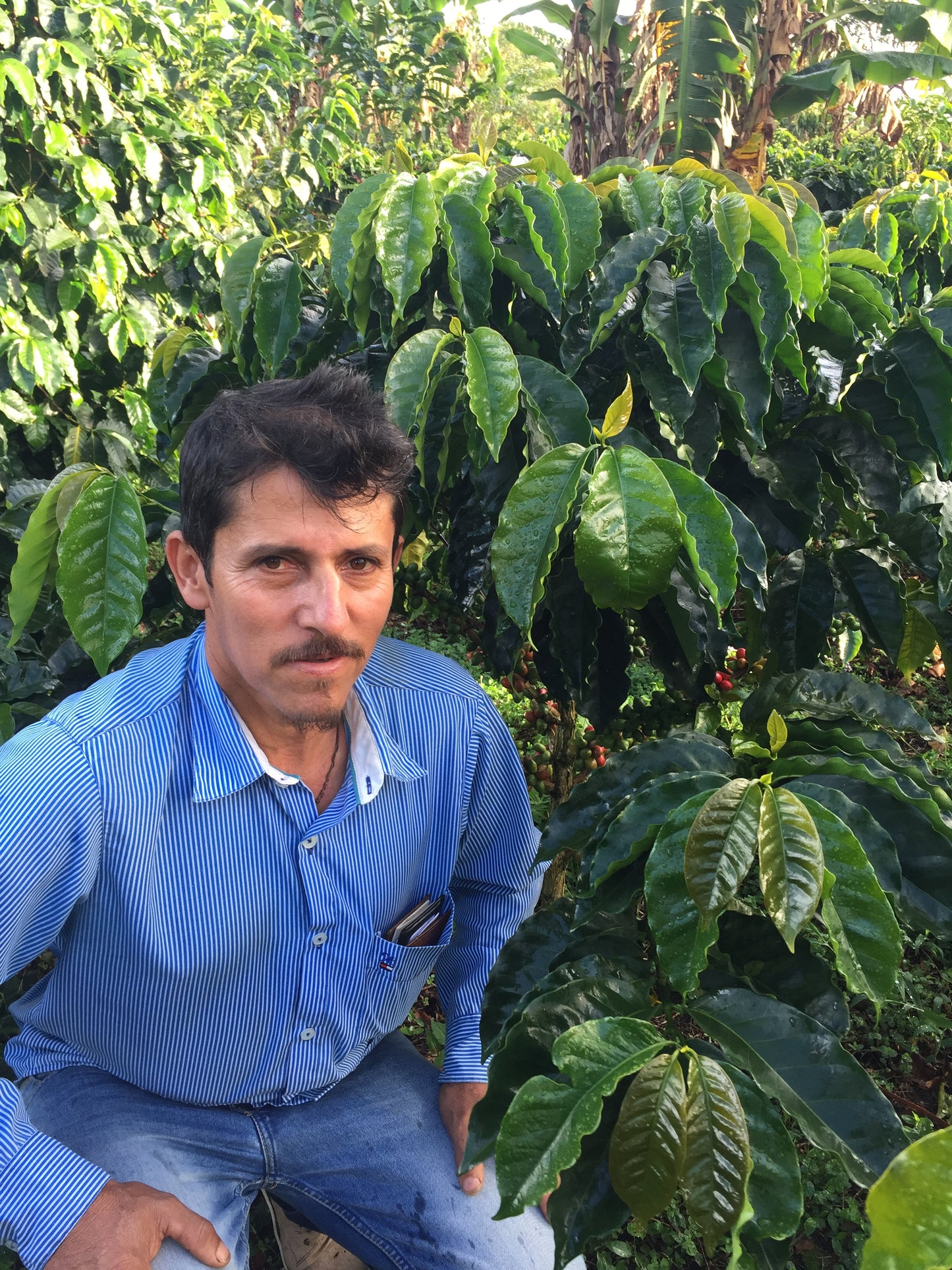 THE GOLDEN TOOTH 10th Anniversary Coffee • Colombia