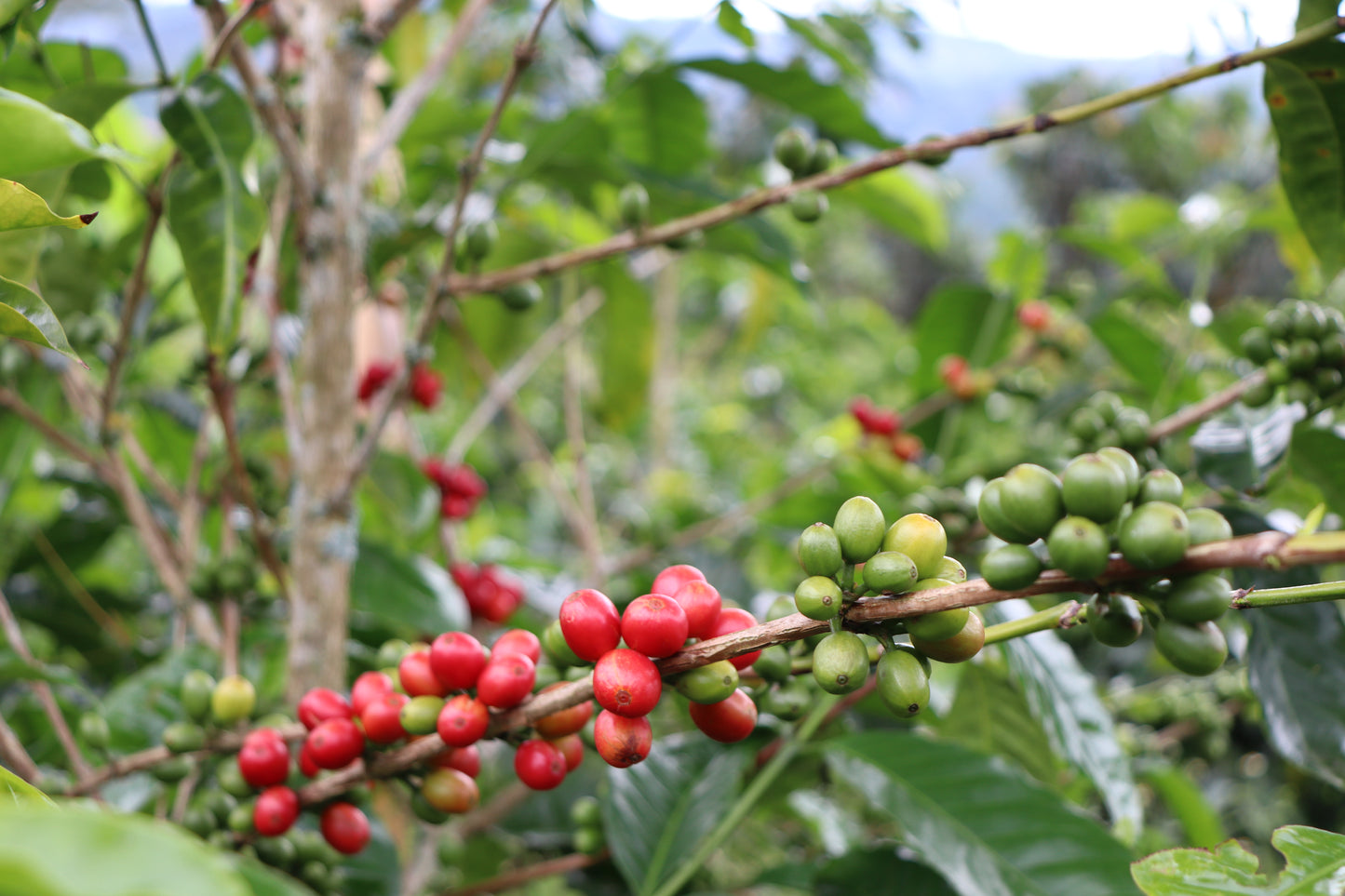 THE GOLDEN TOOTH 10th Anniversary Coffee • Colombia