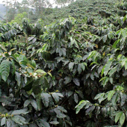 THE MILKY SAILOR • Colombia