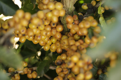 FILTER COFFEE CLASSIC - SUBSCRIPTION