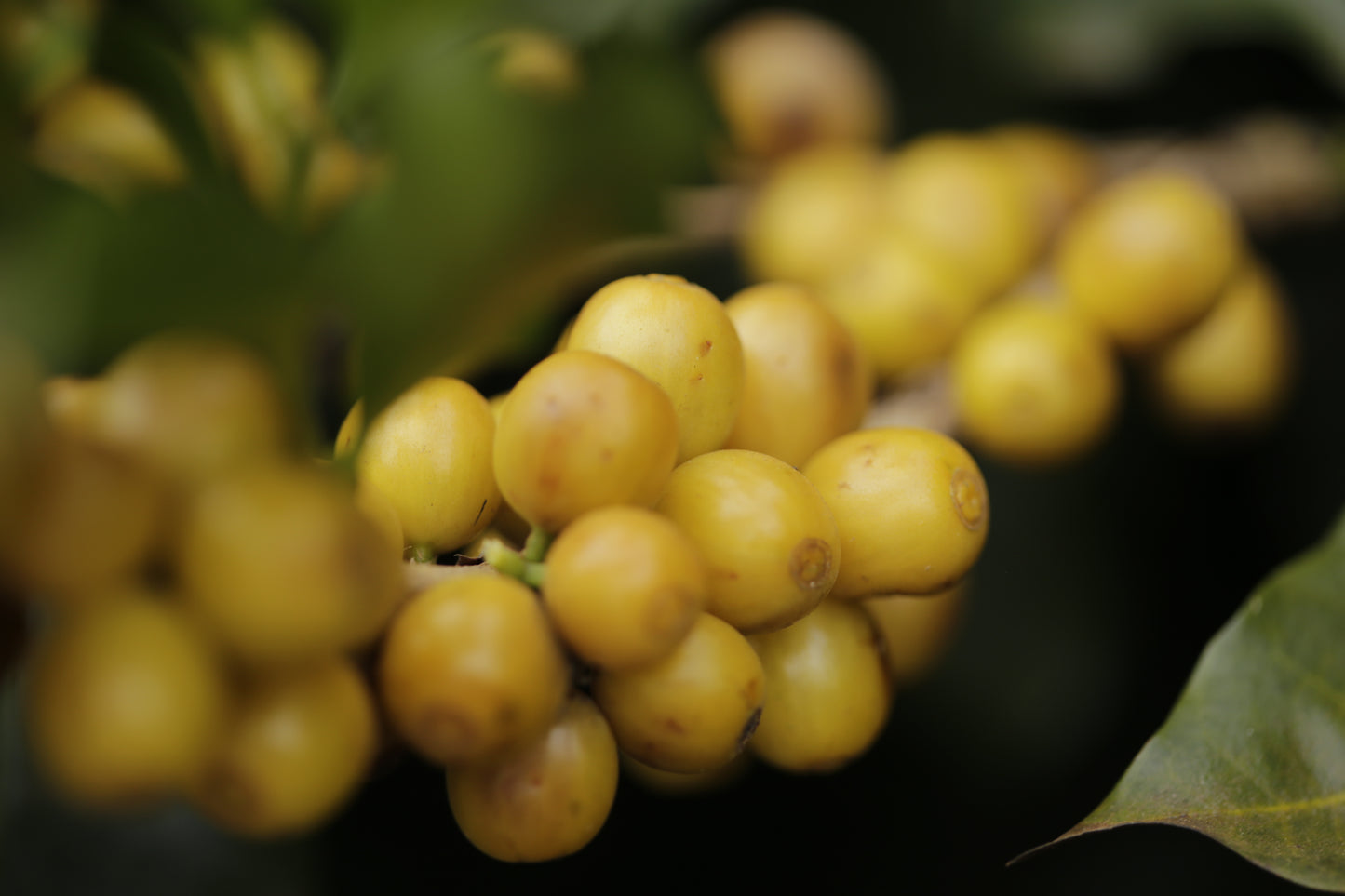 THE HOLY BEANS 1kg ABONNEMENT