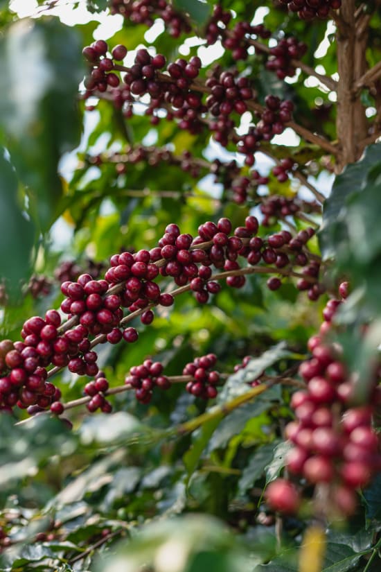 THE JUICY SAINT • Burundi