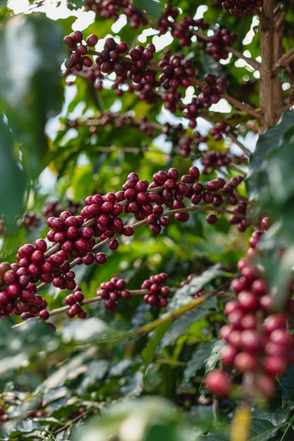 THE JUICY SAINT • Burundi
